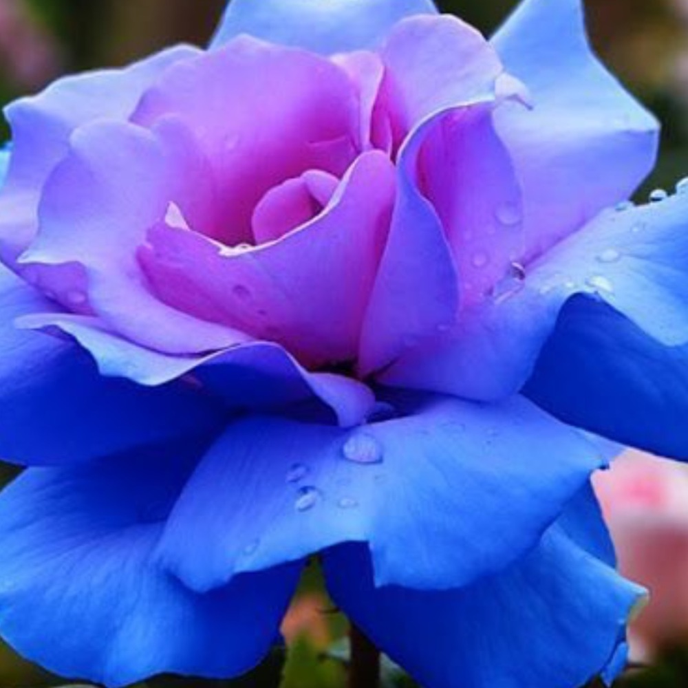 Meet your Posher, Mariana